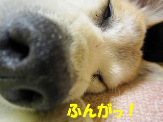 ふんがの楽.jpg