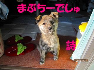 まぶちー.jpg