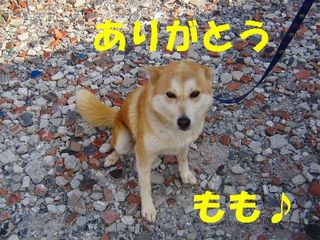 ももお嫁に行きます.jpg