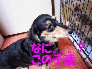 ミクシー用 202.jpg