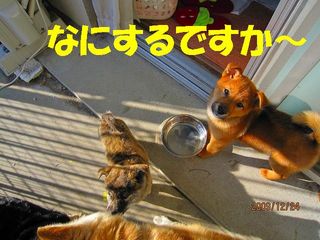 ミクシー用 221.jpg