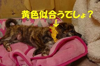 ミクシー用 280.jpg