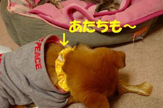 ミクシー用 281.jpg