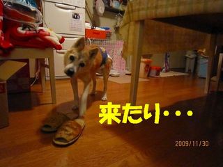 ミクシー用 739.jpg