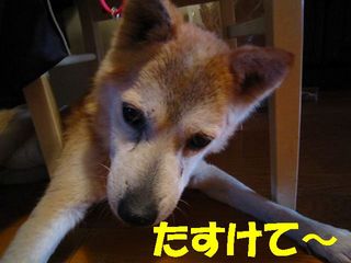 楽いすにはまる.jpg