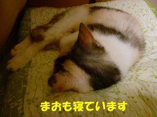 日常 1077.jpg