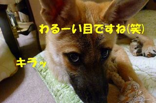 日常 1085.jpg