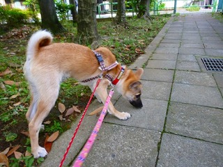日常 1113.jpg
