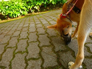 日常 1115.jpg