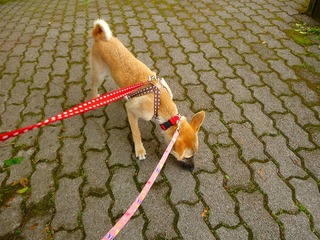 日常 1116.jpg