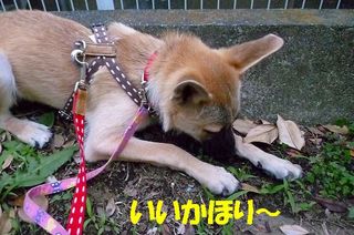 日常 1171.jpg