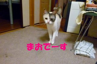 日常 1362.jpg
