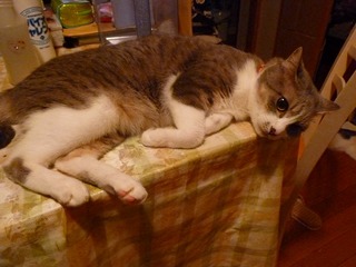 日常 1636.jpg