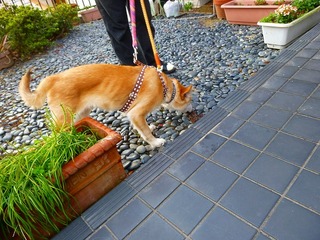 日常 727.jpg