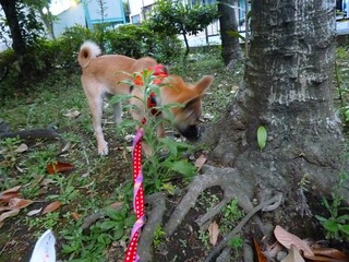 日常 975.jpg