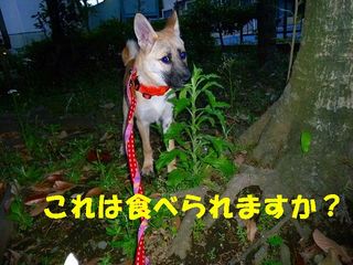 日常 977.jpg