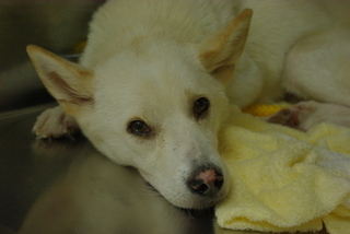 IMGP9935さくら.jpg