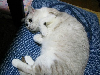 IMG_1775.jpg